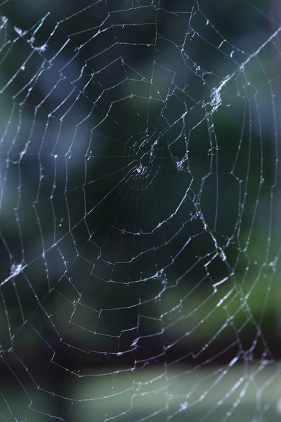 Web Spider Outdoor mit Kopierplatz für Ihren Text - Foto, Bild