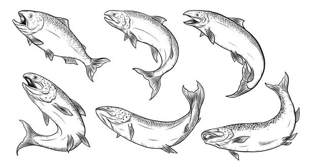 Salmon art highly detailed in line art style.Fish vector by hand drawing.Fish tattoo on white background.Black and white fish vector on white background.Salmon fish sketch for coloring book. - Vector, Image