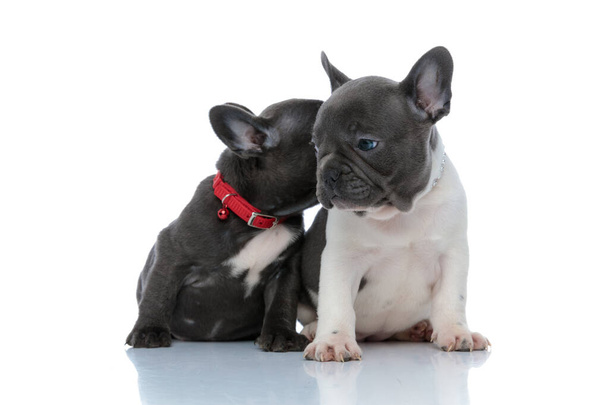 Twee mooie Franse bulldog puppies zoenen en snuiven - Foto, afbeelding