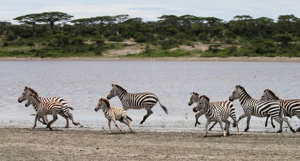 セレンゲティ国立公園のゼブラス、タンザニア - 写真・画像