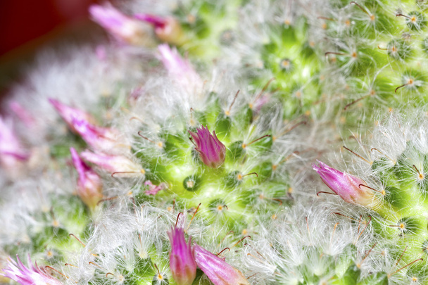 Cactus Blossoms - Foto, afbeelding