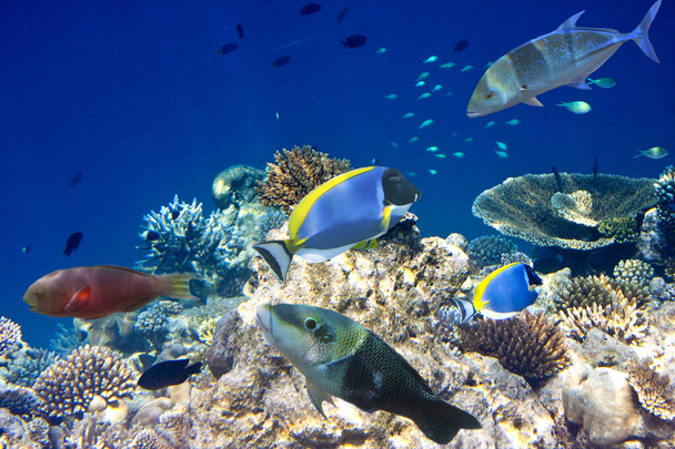 Fishes in corals. Underwater world. - Photo, Image