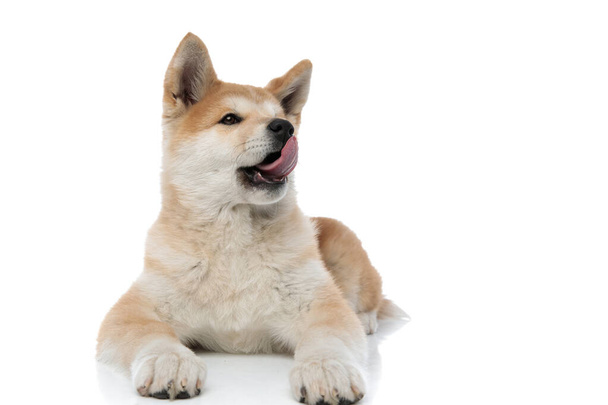 Lovely Akita Inu licking its nose and looking away - Zdjęcie, obraz