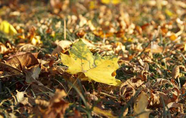 viele gelbe und rote Herbstblätter - Foto, Bild