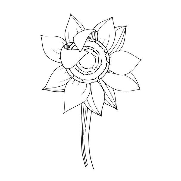 Vector Sunflower floral botanical flower. Black and white engraved ink art. Isolated sunflowers illustration element. - Вектор,изображение