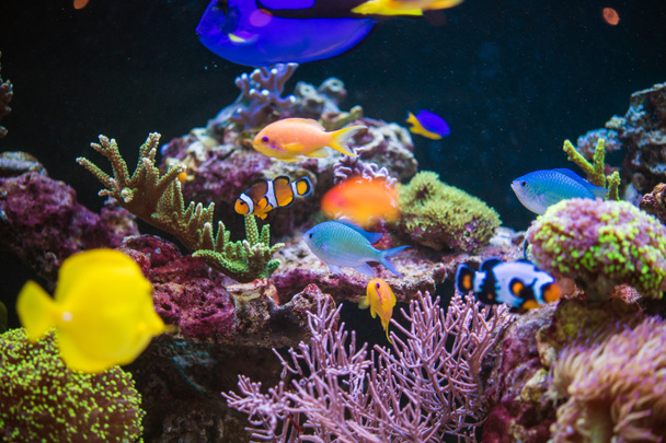 Arrecife y peces tropicales
 - Foto, imagen