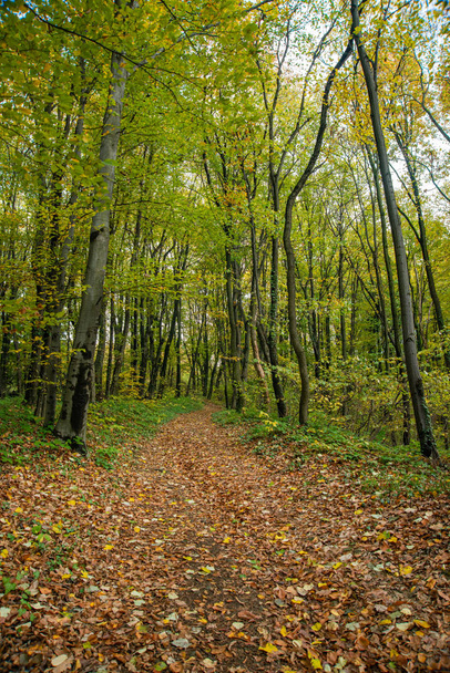 Autumn forest scene on a trail in Fruska Gora, Serbia - Фото, зображення