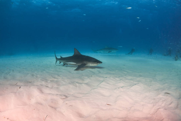 Бычья акула на Багамах
 - Фото, изображение