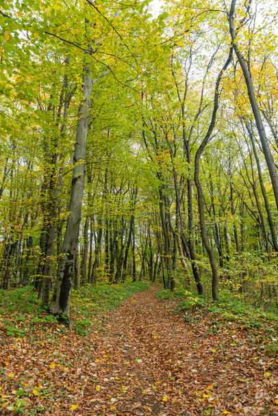 Autumn forest scene on a trail in Fruska Gora, Serbia - Fotó, kép