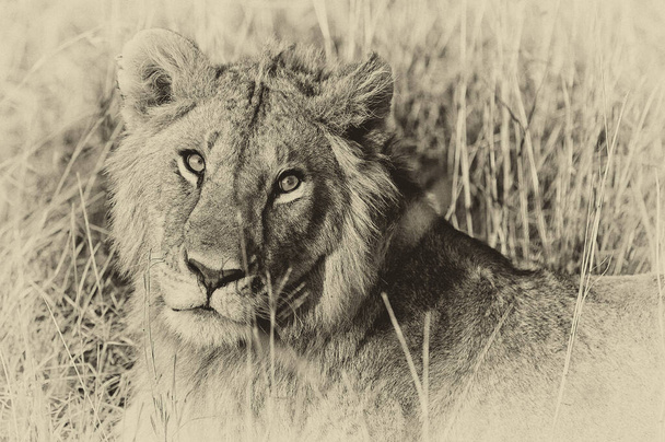 Vintage styl wizerunku lwa afrykańskiego w Parku Narodowym Maasai Mara, Kenia - Zdjęcie, obraz