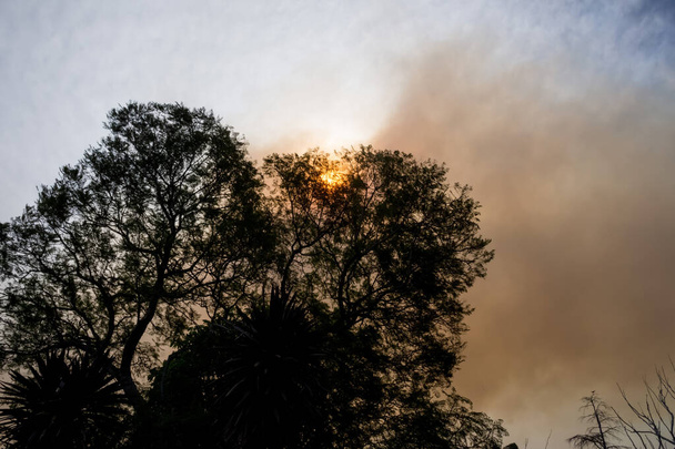 Австралийский лесной пожар: силуэты деревьев и дым от лесных пожаров покрывают небо и светящееся солнце, едва видимое сквозь дым. Катастрофическая пожарная опасность, NSW, Австралия
 - Фото, изображение