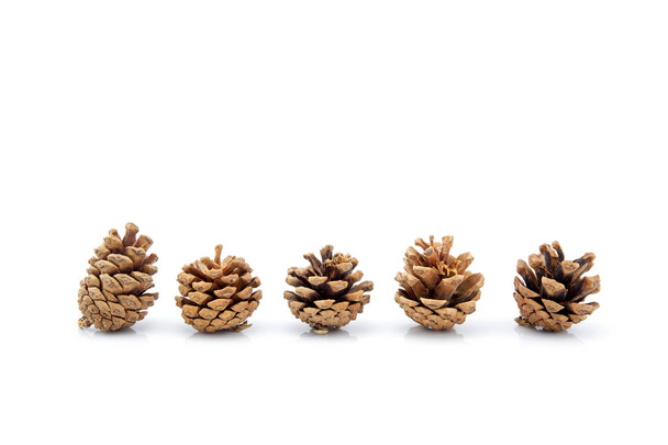 beeldgroep van pinecone geïsoleerd op witte achtergrond, set van pin - Foto, afbeelding