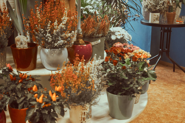 Bonne variété de plantes domestiques à la boutique de fleurs
 - Photo, image