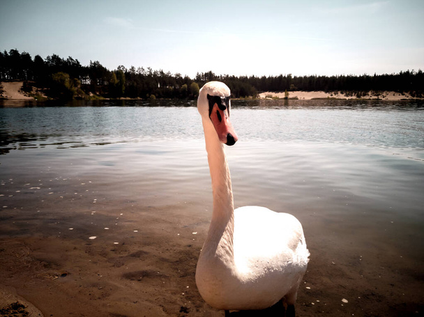 cisne en el estanque  - Foto, Imagen
