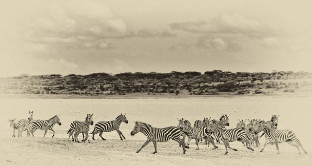 Zèbres dans le parc national du Serengeti, Tanzanie - Photo, image