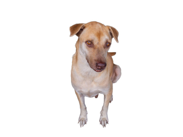 Bruine hond kijkt naar de camera  - Foto, afbeelding