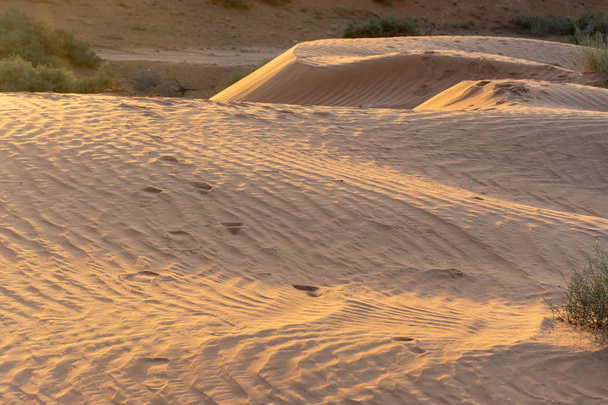 日没時の砂漠は黄色の砂を生み出し、砂の波打つパターン全体の動物のトラックを強調しました。. - 写真・画像