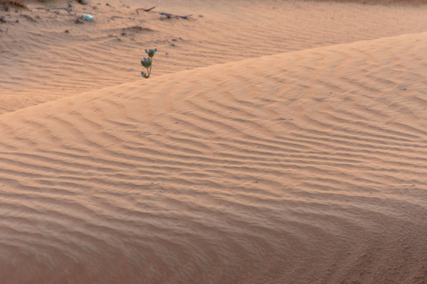 日没時の砂漠は黄色の砂を生み出し、砂の波打つパターン全体の動物のトラックを強調しました。. - 写真・画像