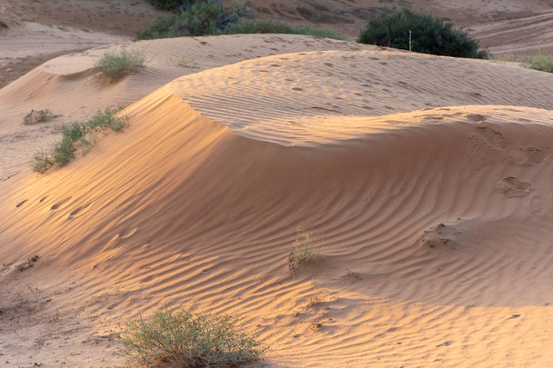 Désert au coucher du soleil fait ressortir le sable de couleur jaune et mis en évidence les traces d'animaux à travers le motif ondulé dans le sable
. - Photo, image