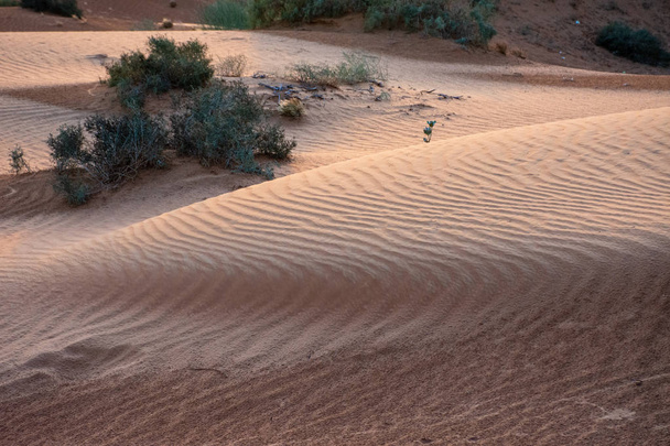 El desierto al atardecer saca arena de color amarillo y destaca las huellas de los animales a través del patrón ondulado en la arena
. - Foto, Imagen