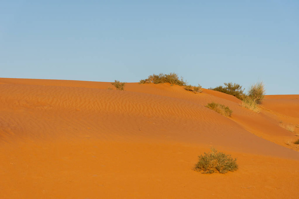 Güneş doğarken çöl koyu turuncu renkli kumları ortaya çıkarır ve Birleşik Arap Emirlikleri 'nde büyük bir çöl manzarası oluşturur.. - Fotoğraf, Görsel