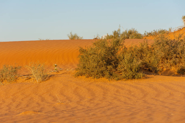 Wüste bei Sonnenaufgang bringt kühnen, orangefarbenen Sand hervor, der eine großartige Wüstenlandschaft in den Vereinigten Arabischen Emiraten mit grünen Wüstenpflanzen entstehen lässt. - Foto, Bild