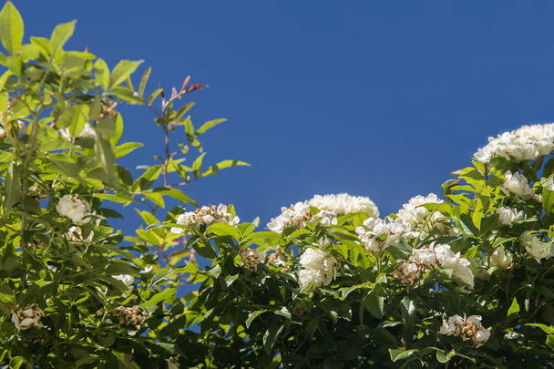 білі маленькі квіти троянд на блакитному темному небі
 - Фото, зображення
