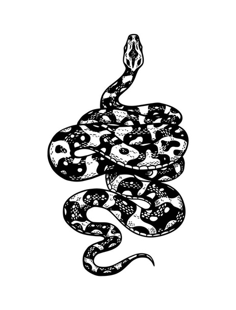 Slang in Vintage stijl. Slangencobra of python of giftige adder. Gegraveerde hand getekend oude reptiel schets voor Tattoo. Anaconda voor sticker of logo of t-shirts. - Vector, afbeelding