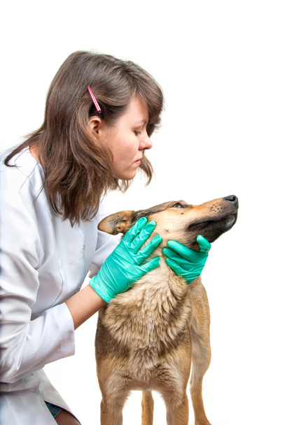 Dog inspection - Photo, Image