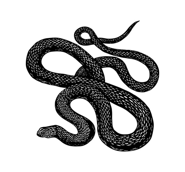 Python en estilo Vintage. Serpiente o serpiente víbora venenosa. Dibujo de reptil viejo dibujado a mano grabado para tatuaje, etiqueta engomada o logotipo o camisetas
. - Vector, Imagen