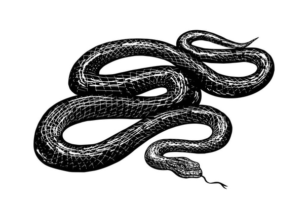 Python у вінтажному стилі. Змій або отруйні змії. Гравірована рука намальована старий ескіз рептилій для татуювання, наклейки або логотипу або футболок
. - Вектор, зображення
