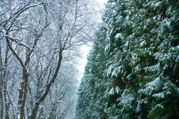 Gałąź pokryta śniegiem. Naturalna dekoracja. Świeże powietrze i radość z natury. Zbliżają się święta. Pierwszy śnieg. Zimowe zajęcia. Sylwester i kartka świąteczna. Miejsce do kopiowania - Zdjęcie, obraz