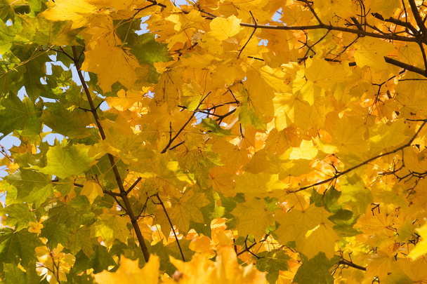 Gold autumn - Foto, immagini