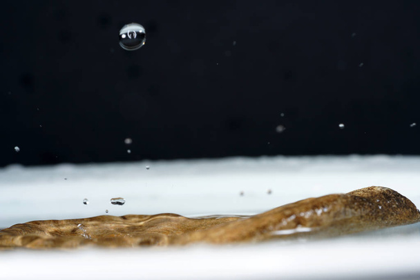 Kapky vody fotografované s vysokorychlostními záblesky a kapátkem ve studiu - Fotografie, Obrázek