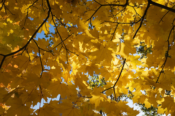 Gold autumn - Фото, изображение