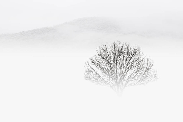 Χειμερινό τοπίο με μοναχικό δέντρο σε ένα χιονισμένο πεδίο που καλύπτεται με ομίχλη σε λευκό φόντο του ουρανού και απαλή σιλουέτα των βουνών στον ορίζοντα. Μινιμαλιστική εννοιολογική εικόνα, ομορφιά στη φύση - Φωτογραφία, εικόνα