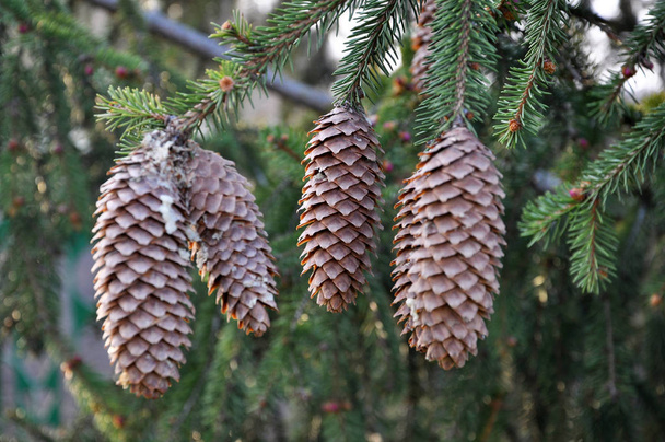 On the spruce branch hang cones. - Fotoğraf, Görsel
