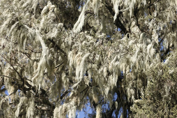 Бородаті лишайники, Успенська спіраль, у гігантському дереві погоди
  - Фото, зображення