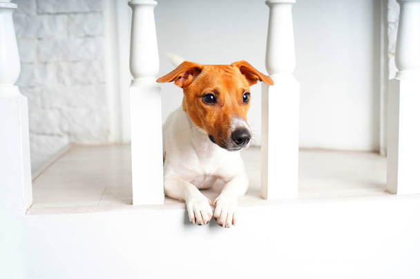 自宅のインテリアで美しい犬ジャック・ラッセル・テリアの肖像画。これは甘い面白い顔の犬の品種を狩っている.  - 写真・画像
