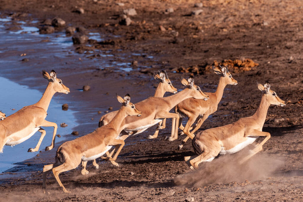 Impalas inquietos perto de um buraco de água
 - Foto, Imagem
