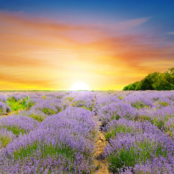 Sonnenaufgang über dem Lavendelfeld. - Foto, Bild