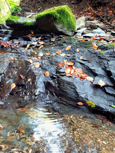 Pequeño arroyo en el bosque. Fuente de agua en el día de otoño
. - Foto, Imagen