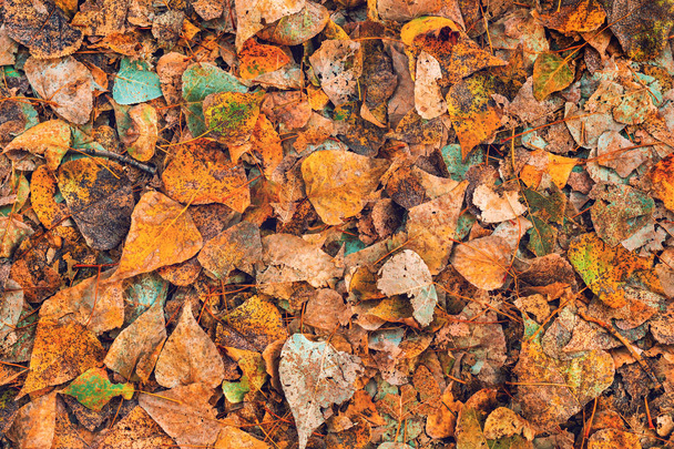 Dry birch tree leaves on the ground - Foto, Imagem