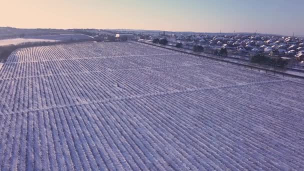 Flug über den Weinberg im Winter - Filmmaterial, Video