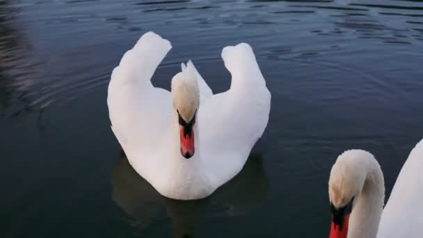Dos románticos cisnes blancos nadan en el lago cerca de la orilla por la mañana. - Metraje, vídeo