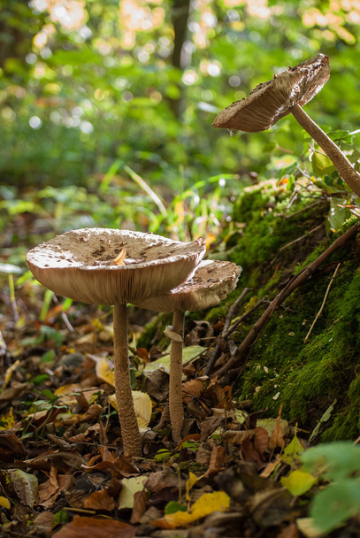 Mushrooms grow up on the side of a mossy tree stump. - Photo, Image