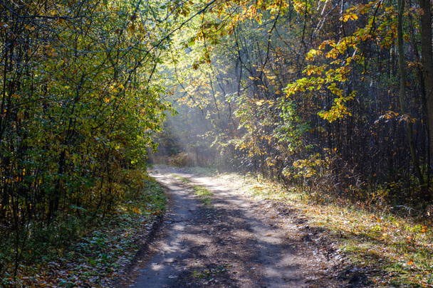 Beautiful meandering rural road in sun beams in autumn forest in the morning. - Фото, зображення