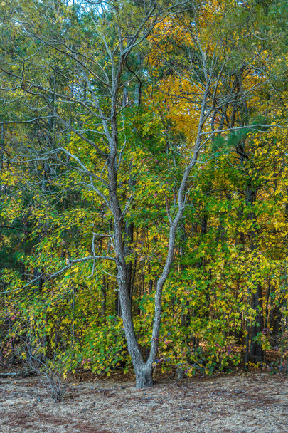 Holé stromy a podzimní barvy - Fotografie, Obrázek