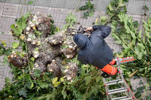 Εργαζόμενος ανέβηκε σε μια σκάλα κλαδεύοντας κλαδιά δέντρων στην πόλη - Φωτογραφία, εικόνα