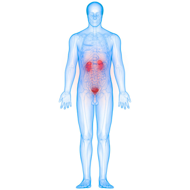 3D ilustrace ledvin, proužek anatomie systému lidských orgánů - Fotografie, Obrázek